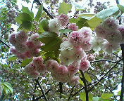 e0011321_11461674.jpg