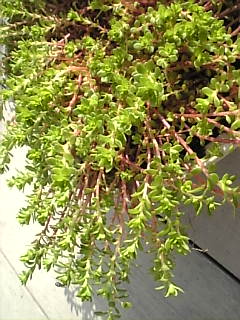 f0138934_19271012.jpg