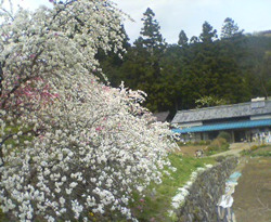 d0107938_2346566.jpg