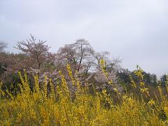 b0024439_847256.jpg
