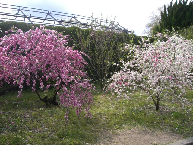 f0083649_1113523.jpg