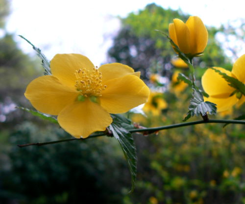 d0091754_146725.jpg