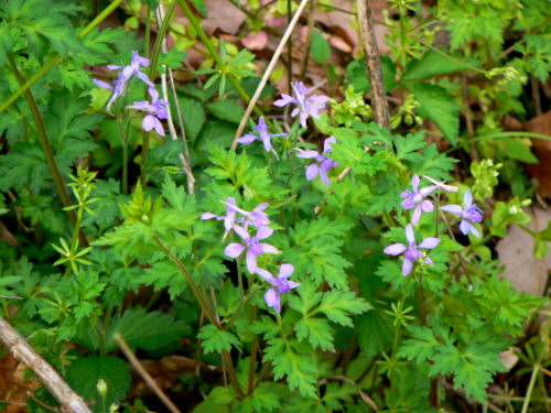 d0091754_4124533.jpg