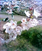 b0071980_1044199.jpg