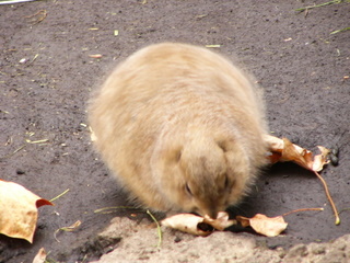 e0116383_226010.jpg