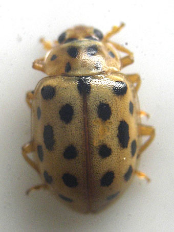 e0083097_22371372.jpg