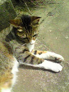c0103205_11582584.jpg