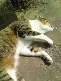 c0103205_1158384.jpg