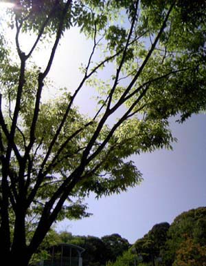 c0083518_033111.jpg
