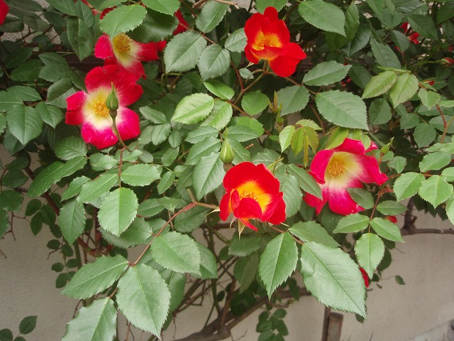 d0087639_2151657.jpg