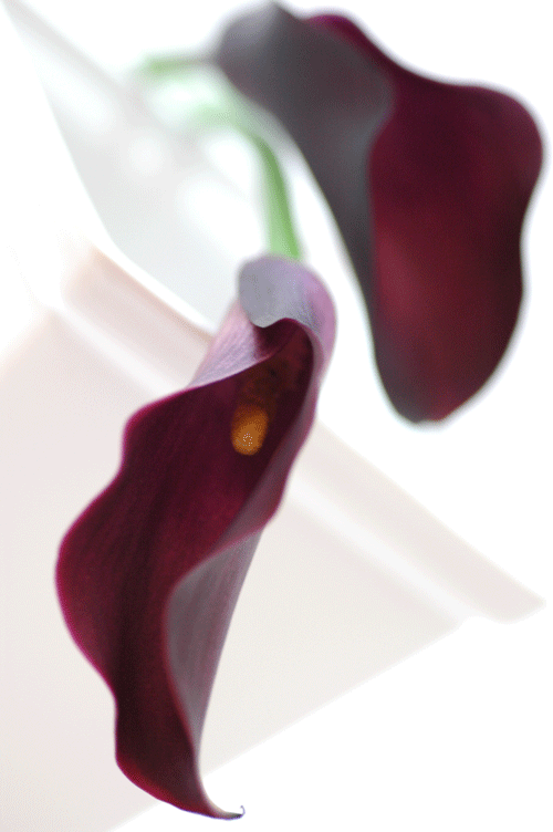 カラー マジェスティックレッド 紫 花の図書館