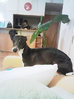 c0020681_21414640.jpg