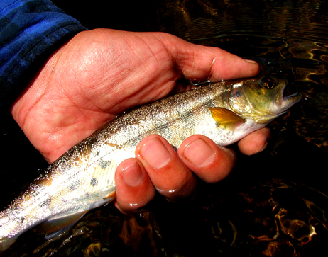 f0132391_1391154.jpg