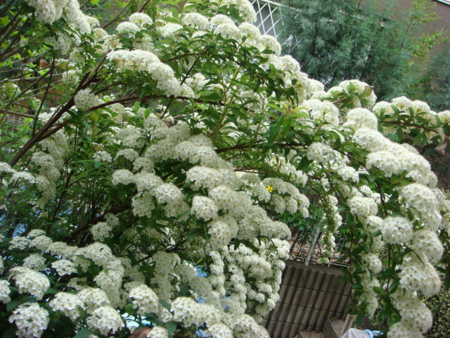 f0137694_7424462.jpg
