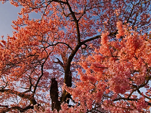 c0008502_227670.jpg