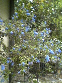 f0049813_1628797.jpg