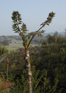 b0041520_22154296.jpg