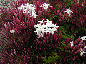 c0048023_17164575.jpg