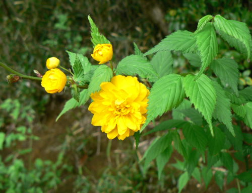 d0091754_2233165.jpg