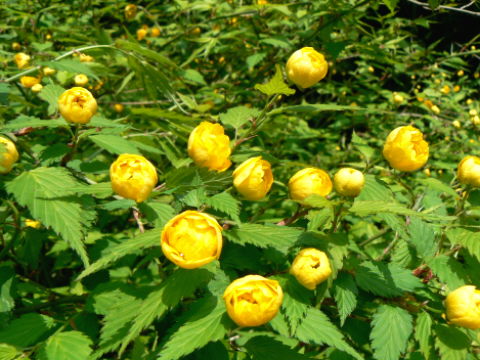 d0091754_2422742.jpg