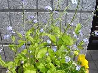 c0081394_12581819.jpg