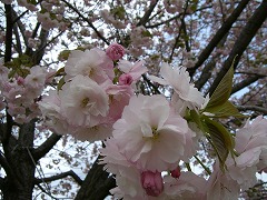 c0076204_0193978.jpg