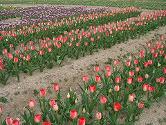 c0076204_026318.jpg
