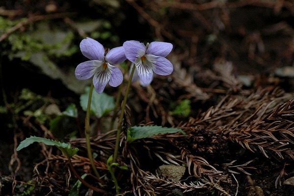 c0027027_2231570.jpg