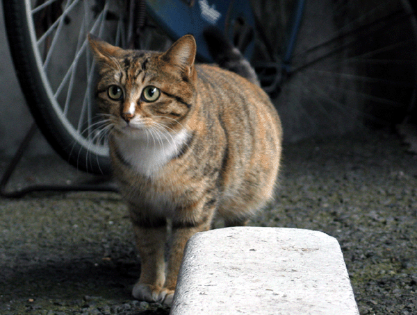 d0122127_1240176.gif