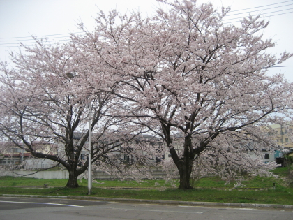 f0080631_061020.jpg