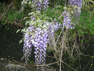 a0054948_12301145.jpg