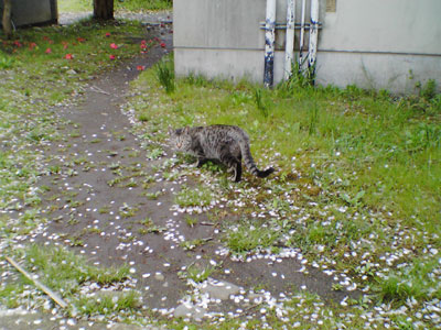 c0050264_1134333.jpg