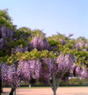 e0060483_20103625.jpg