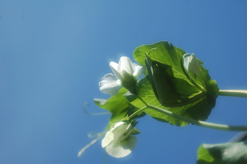 a0059621_22314223.jpg