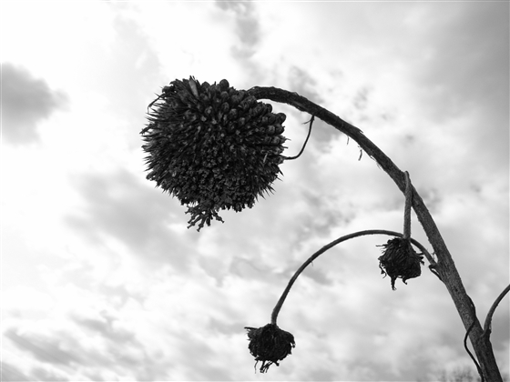 e0107030_20191153.jpg