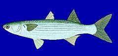 c0041039_9103070.jpg