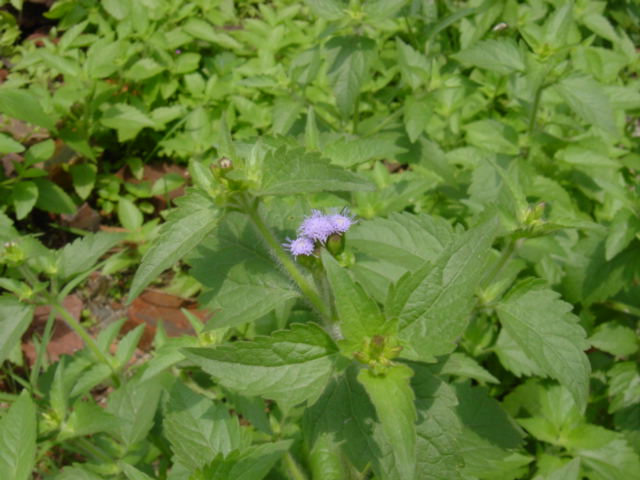 d0097148_14315285.jpg