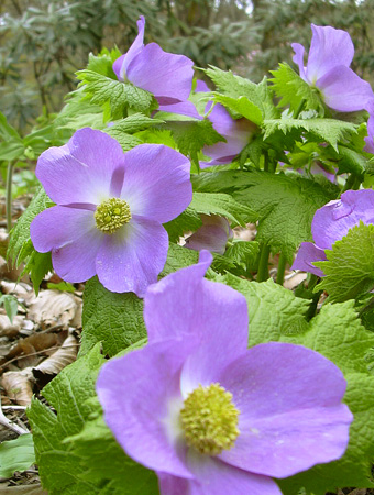 a0001354_20454037.jpg