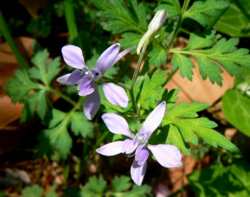 d0091754_433137.jpg