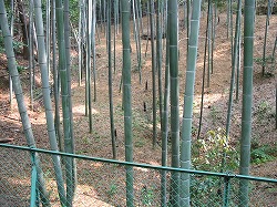 e0041168_1094519.jpg