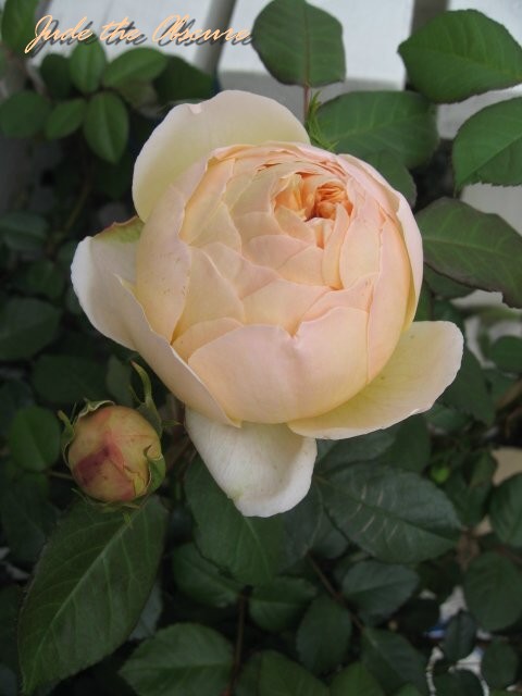 c0111170_2052375.jpg