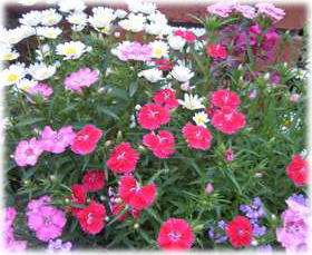 e0100377_2343070.jpg