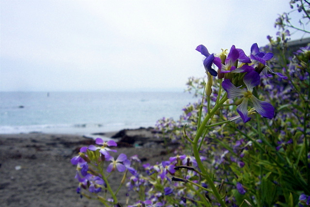 d0010496_19353775.jpg