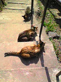 c0103205_22581836.jpg