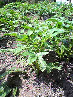 c0103205_22593310.jpg