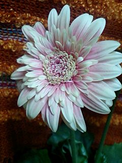a0074110_10421693.jpg