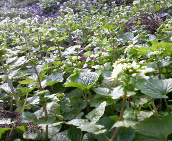 f0031013_049338.jpg