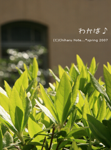 c0046340_16104396.jpg