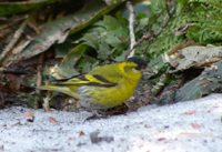 f0127388_21515562.jpg