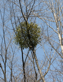 f0127388_21521372.jpg